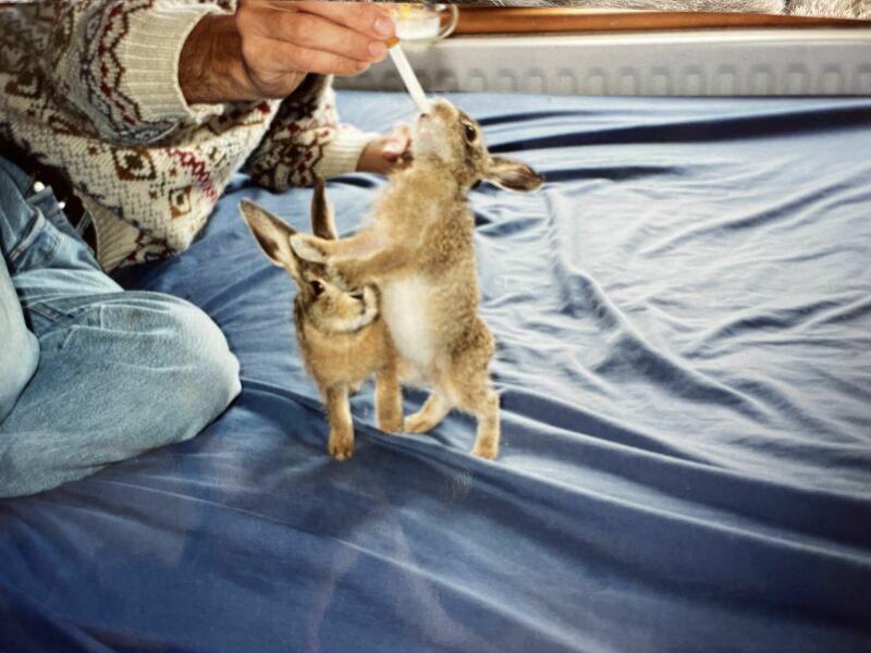 Anyone read 'Raising Hare?'