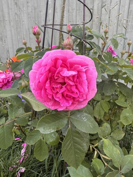 Which rose has bloomed first in your garden?