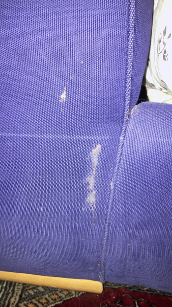 I don’t even know how to begin to clean this up (aka bastard cat)