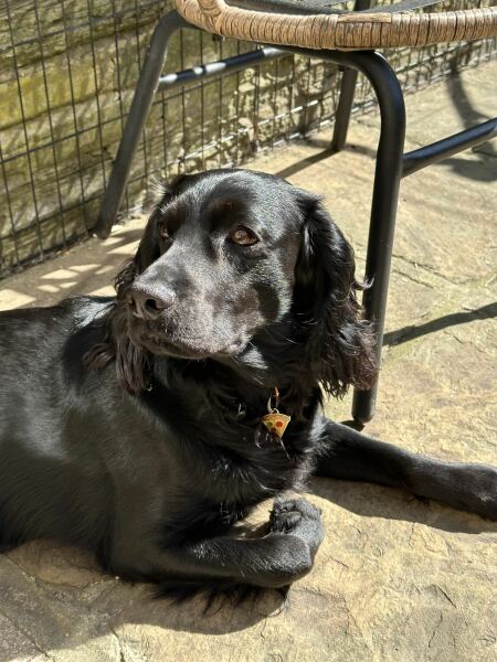 Adolescent Dog Survival Thread - for teenage dirtbags