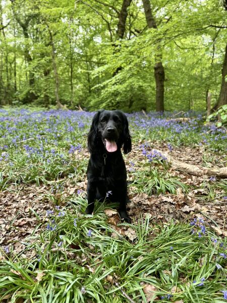 Adolescent Dog Survival Thread - get teenage licks right through the night!