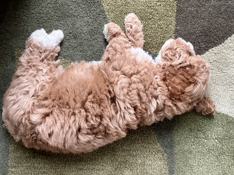 Wake up pup for a wee in the night or wait for them to tell me?