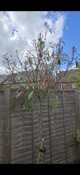 Is this red robin going to survive?