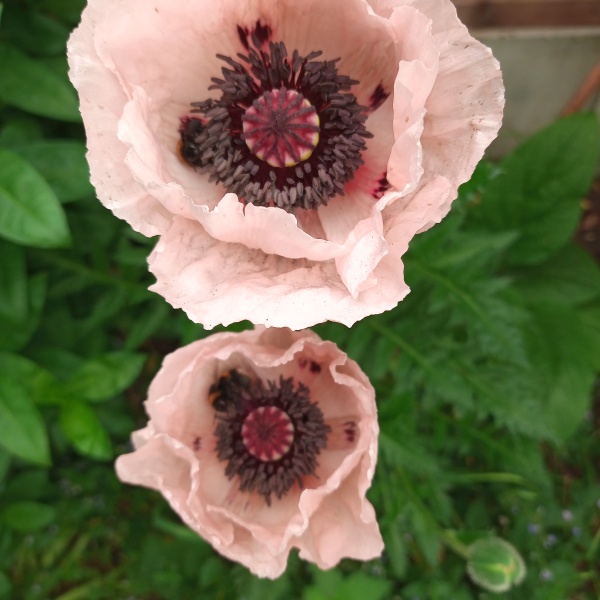 Thread 23 Starmer - Reflux Remedy