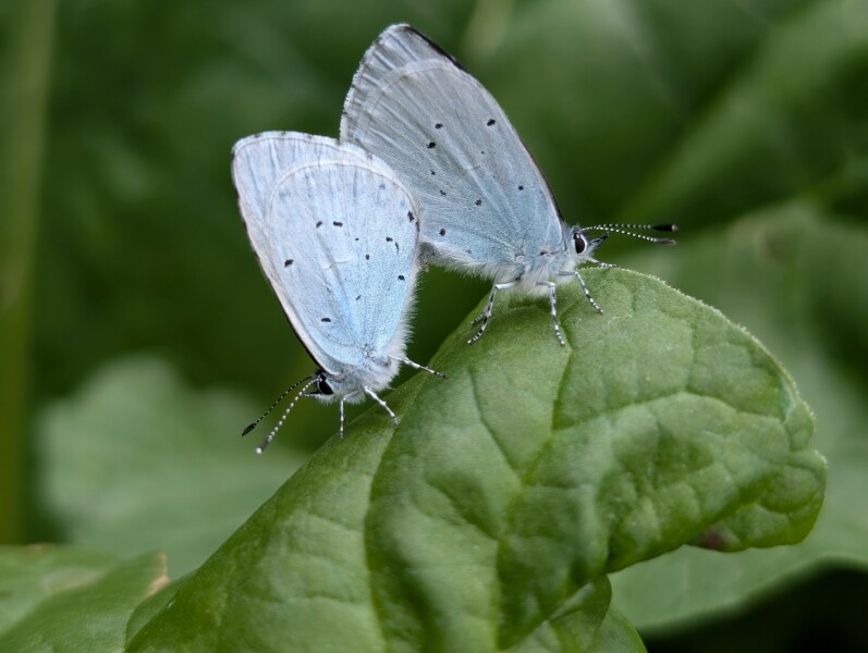 Do we have a Wildlife/Nature/Conservation topic?