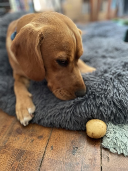 Adolescent Dog Survival Thread - for teenage dirtbags