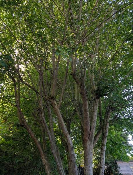 Thinning this plum tree