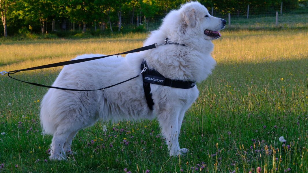 Adolescent Dog Survival Thread - for teenage dirtbags