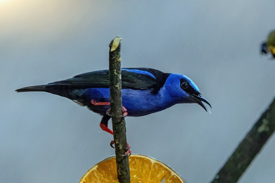 Thread 24 Starmer -Casting the net wider