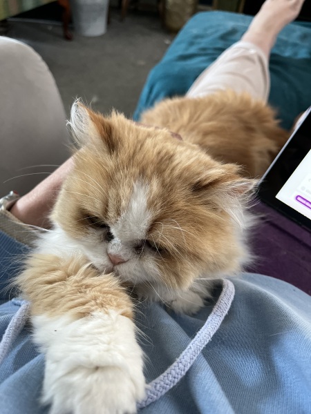 Thread 23 Starmer - Reflux Remedy