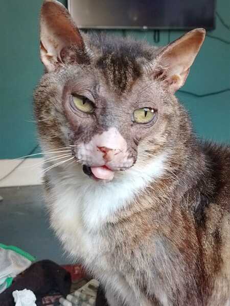 Roond and roond and up and doon - the Excellent Cats roam aboot