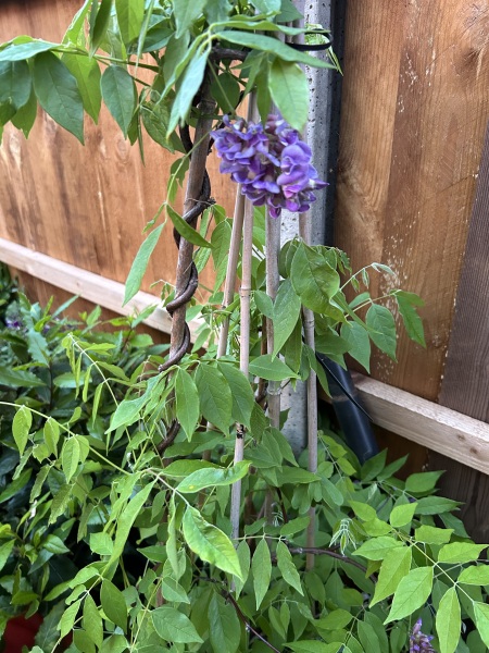 What have you done in the garden today? Part 7