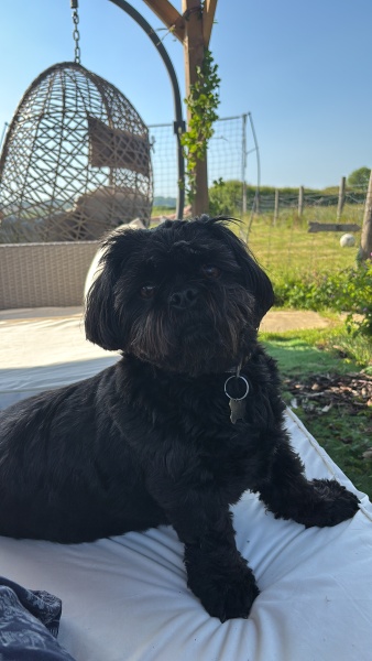 Shameless puppy pic post - please admire my gorgeous boy