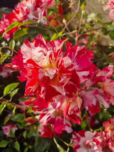 Which rose has bloomed first in your garden?