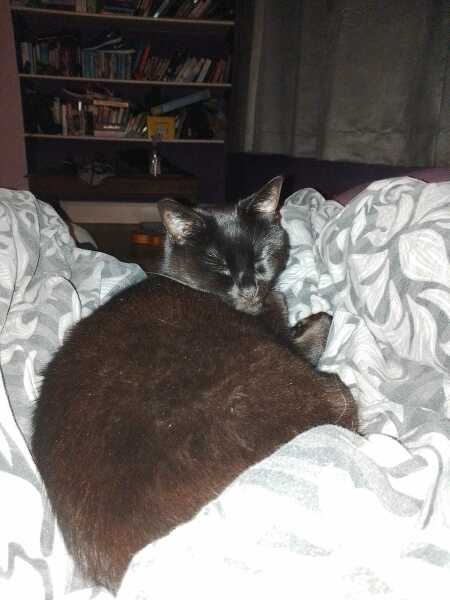 Hymns in Minor Keys & the Russian Easter Overture - the Excellent Cats ignore Culture.....