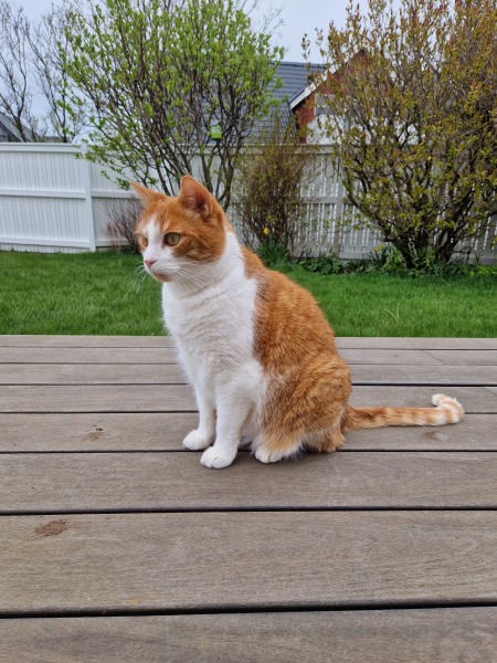 Hymns in Minor Keys & the Russian Easter Overture - the Excellent Cats ignore Culture.....