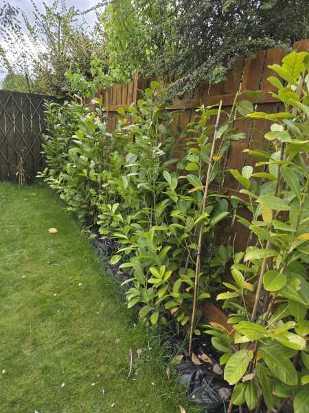 New Laurel Hedge Issues - Help Please!!