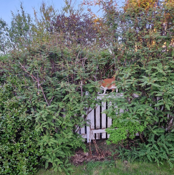 Roond and roond and up and doon - the Excellent Cats roam aboot