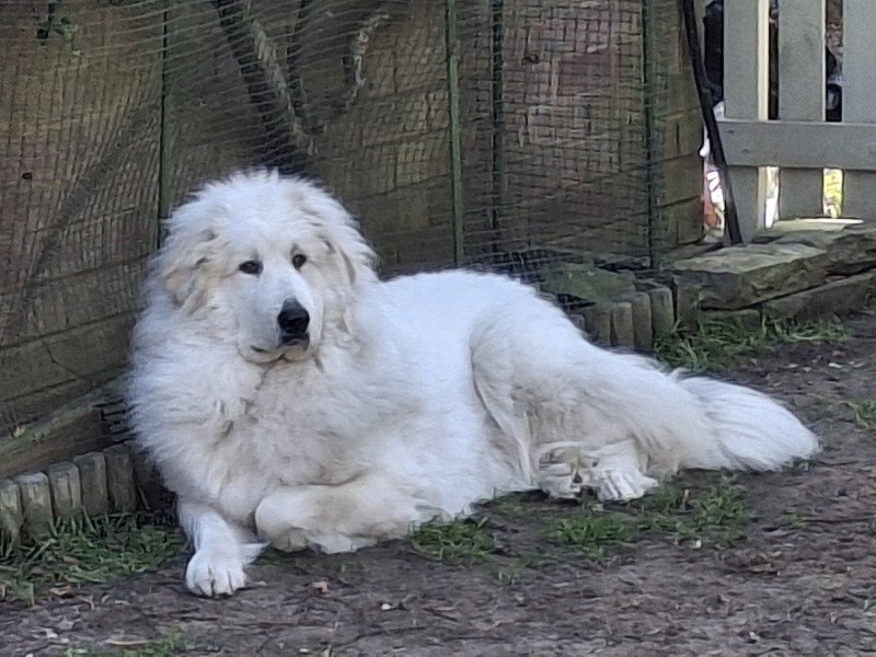 Adolescent Dog Survival Thread - get teenage licks right through the night!