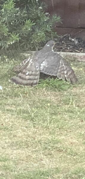 Anyone know what bird this is in my garden?