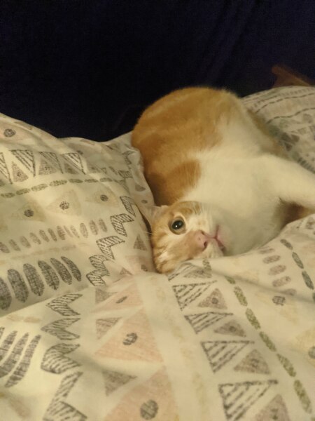 How often does your cat get stood on?