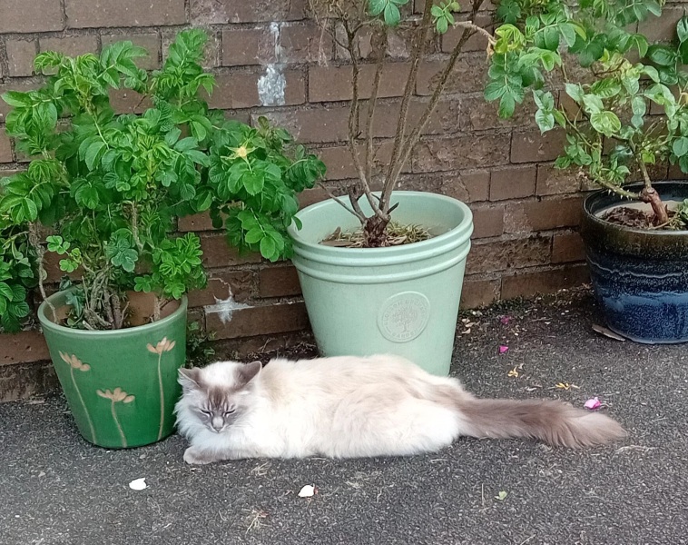 Roond and roond and up and doon - the Excellent Cats roam aboot