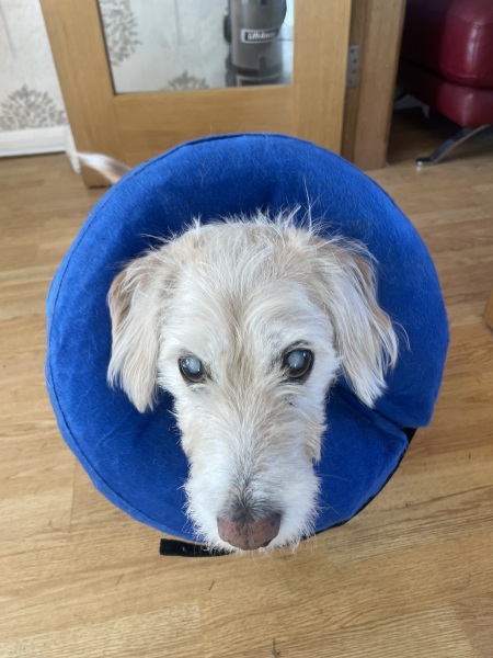 Keep me company please while my dog is in surgery