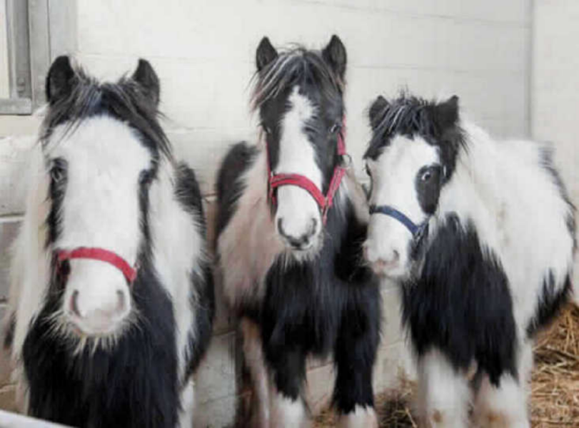 We could have fun with this!