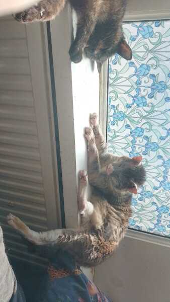 Roond and roond and up and doon - the Excellent Cats roam aboot