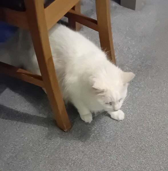 Roond and roond and up and doon - the Excellent Cats roam aboot