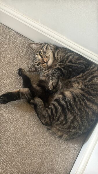 My cat died today