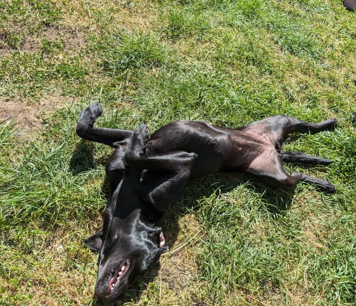 Adolescent Dog Survival Thread - for teenage dirtbags