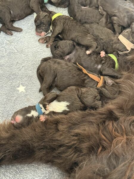 March 2025 starters Thread 5