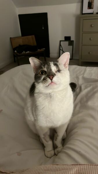 CATS!