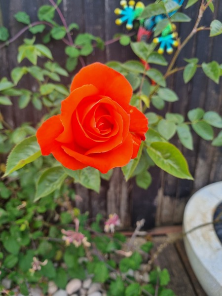 Which rose has bloomed first in your garden?