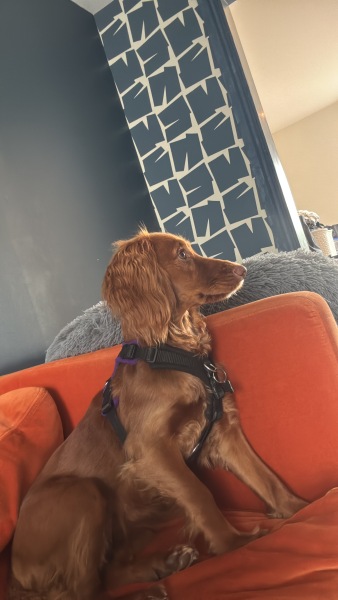 Adolescent Dog Survival Thread - for teenage dirtbags