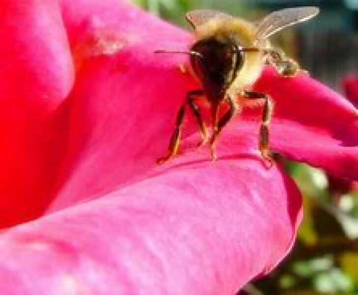 Who are the rose drinkers  ?