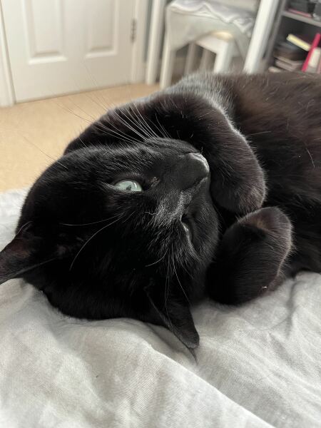 How exhausted are your cats today?