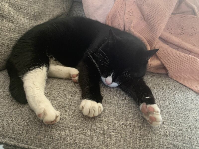 How exhausted are your cats today?