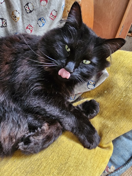 Roond and roond and up and doon - the Excellent Cats roam aboot