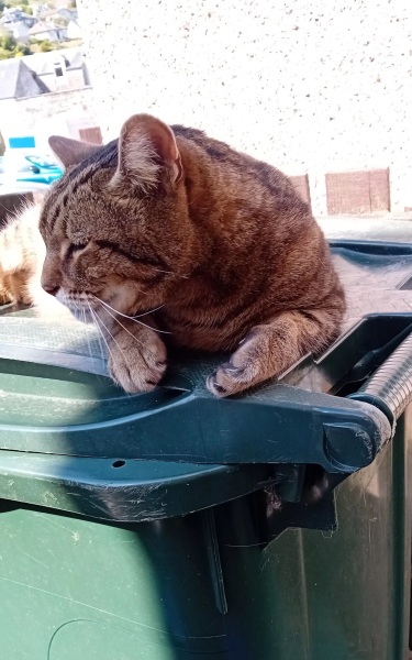 Hymns in Minor Keys & the Russian Easter Overture - the Excellent Cats ignore Culture.....