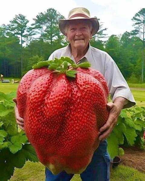 I thought they were joking about giant strawberries