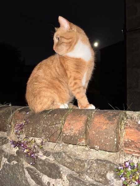 How often does your cat get stood on?