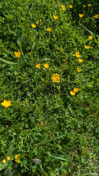 Is my front lawn salvageable?