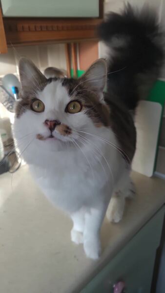 My beautiful cat died yesterday