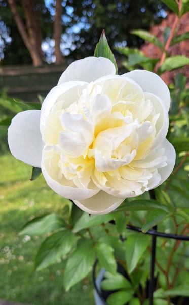peonies looking great