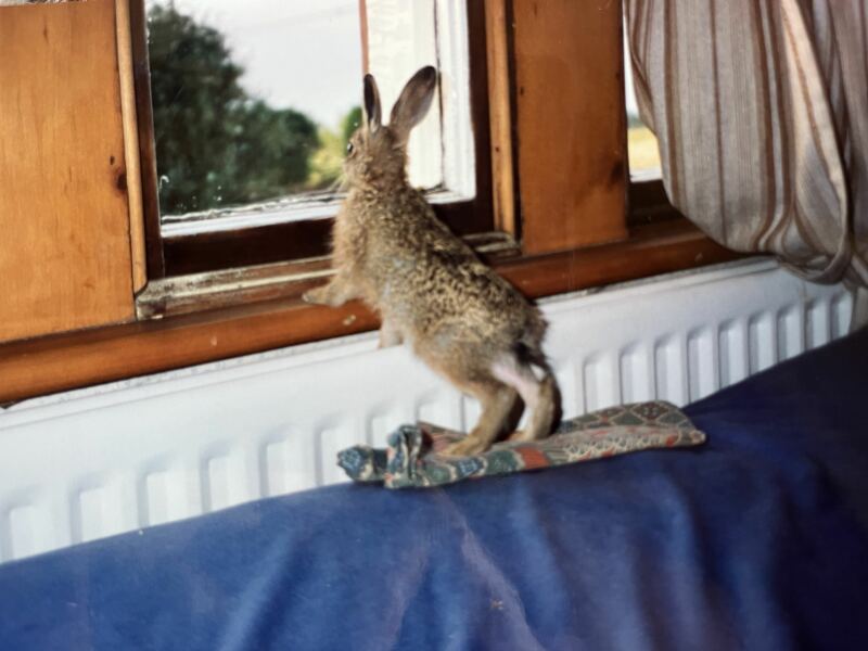 Anyone read 'Raising Hare?'