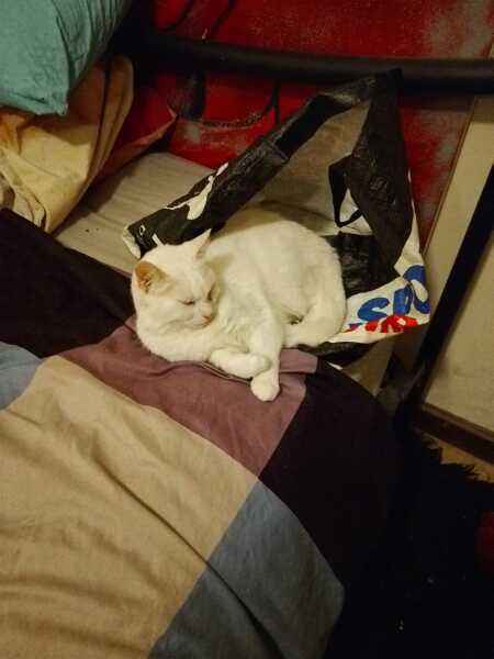 Hymns in Minor Keys & the Russian Easter Overture - the Excellent Cats ignore Culture.....