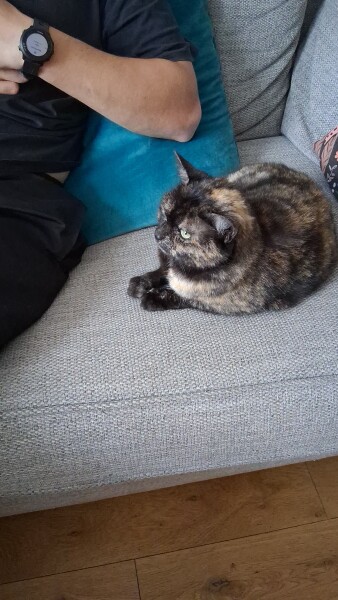 My cat died today