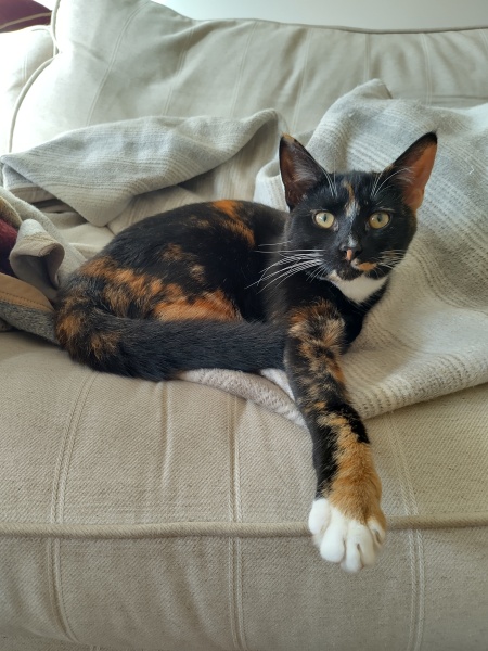 How often does your cat get stood on?
